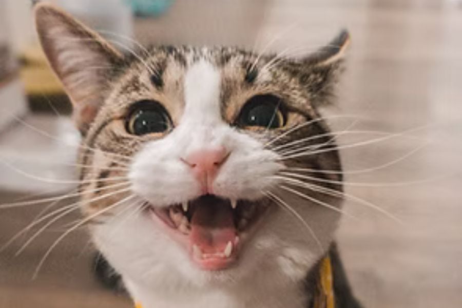Happy cat with open mouth and bright eyes, indoor setting.