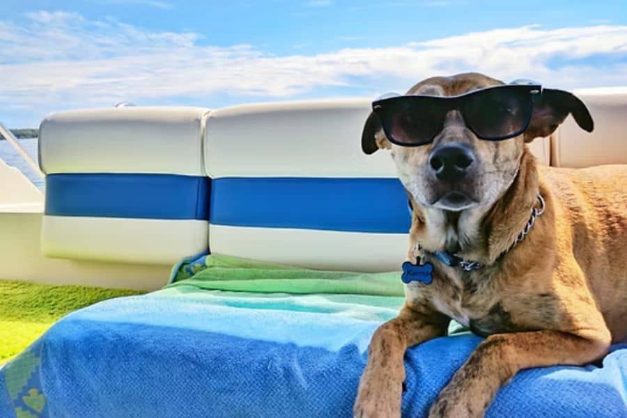 Dog wearing sunglasses relaxing on boat with ocean view.