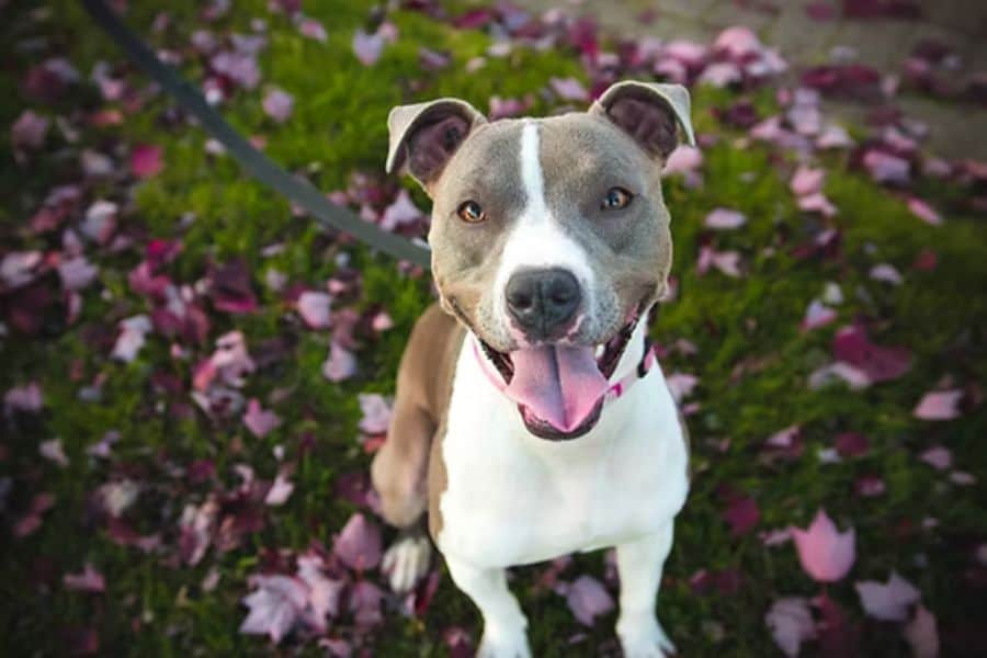 Happy dog sitting on pink flower petals in a garden setting.