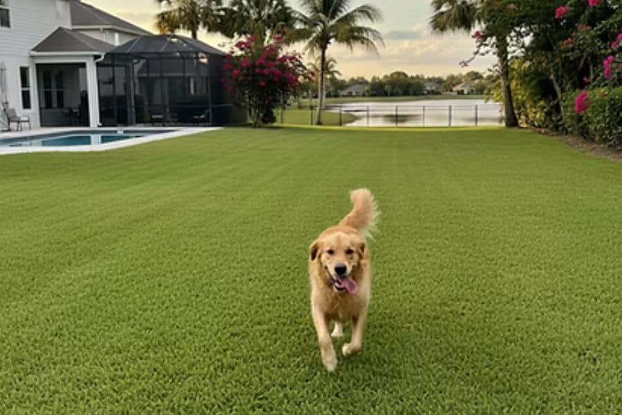 Happy dog running on lush green lawn near water and trees.