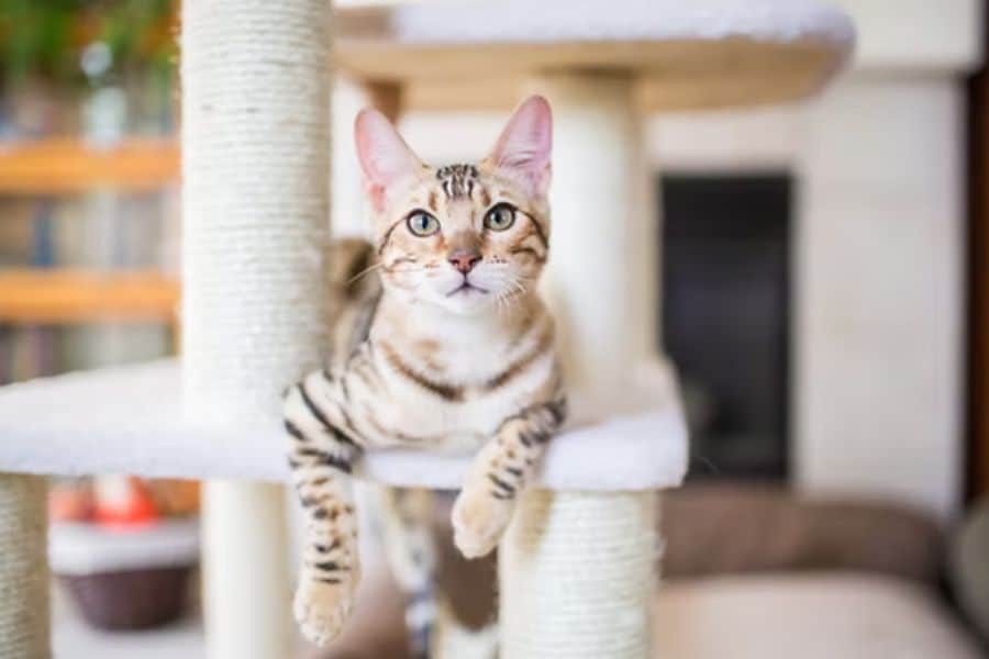 Cute tabby cat relaxing on a cat tree in a cozy home environment.