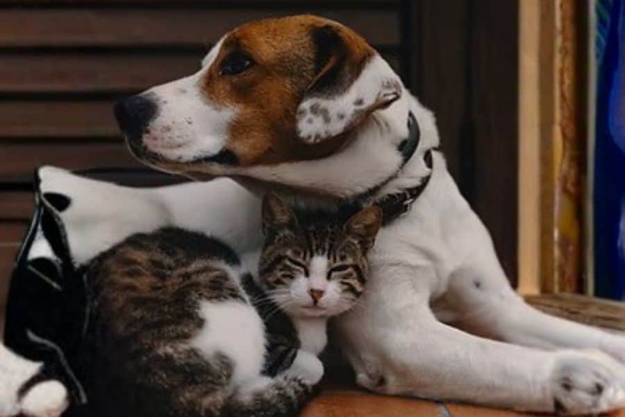 Dog and cat resting together, showcasing pet companionship and comfort.