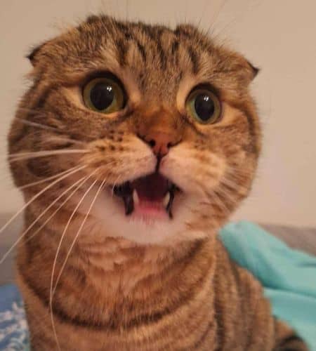 Close-up of a surprised tabby cat with wide eyes and open mouth.
