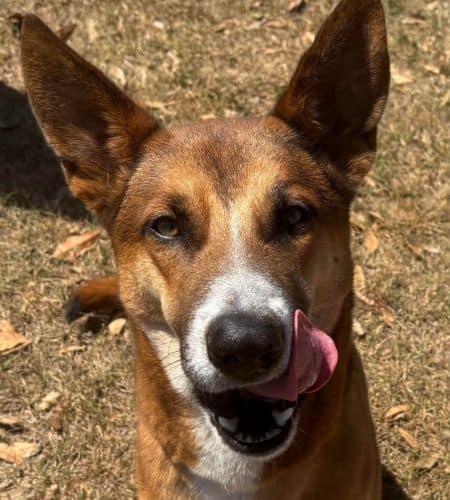 Happy dog with ears up and tongue out on outdoor ground.