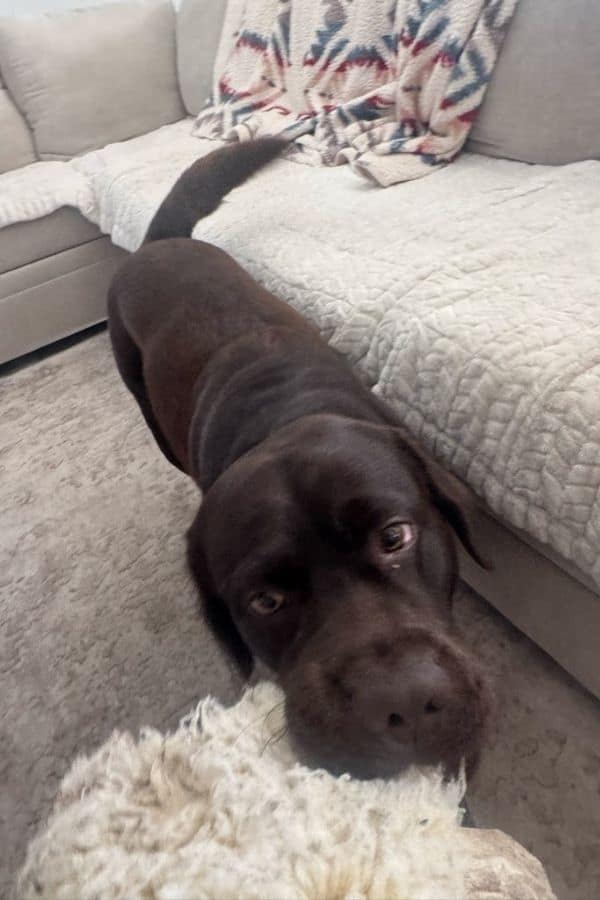 Adorable black Labrador puppy resting on a cozy living room rug.