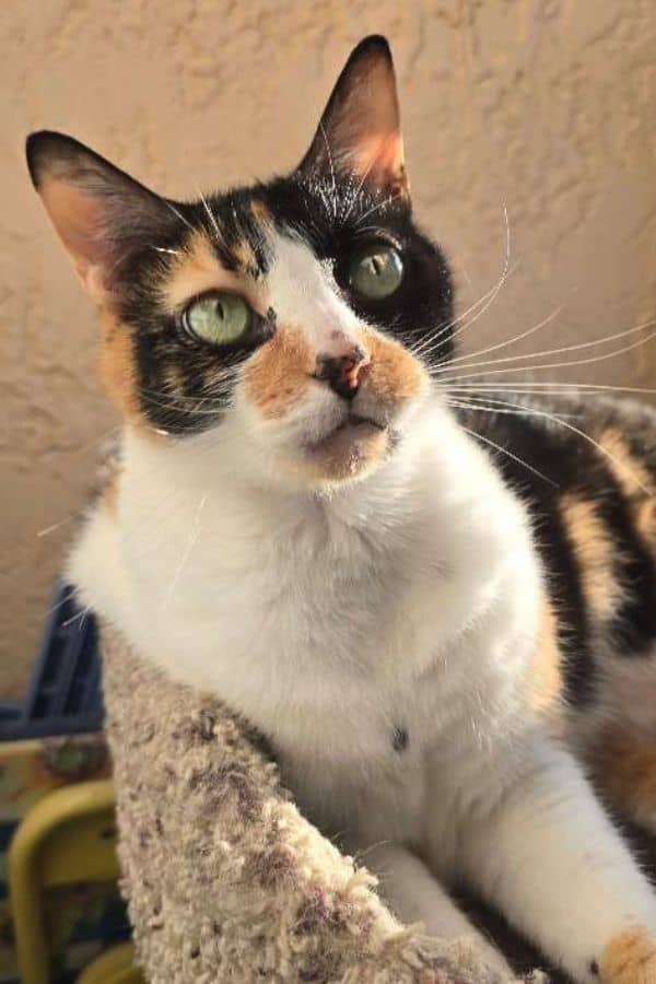 Calico cat with green eyes resting on a soft surface.