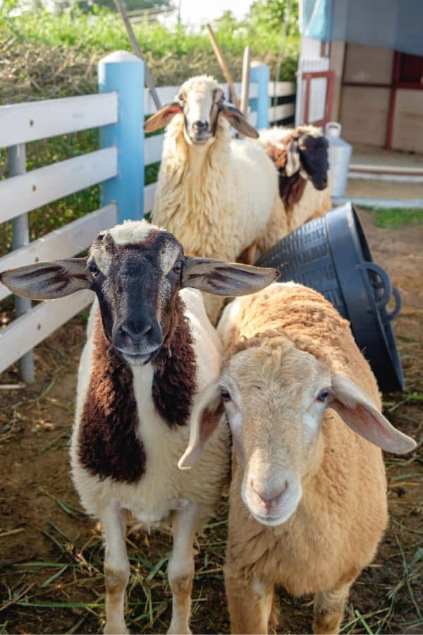 Group of farm goats in a sunny outdoor setting with a white fence.