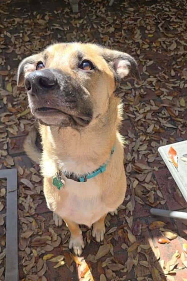 Friendly dog sitting outdoors on fallen leaves, looking up.