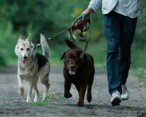 Northern Brevard Dog Walking