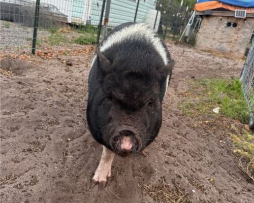 Northern Brevard Equine & Farm Animal Care