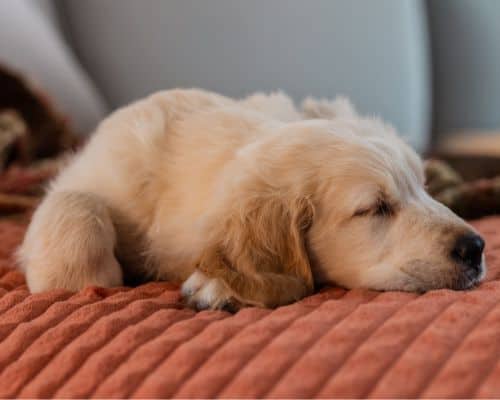 Northern Brevard Overnight Pet Sitting