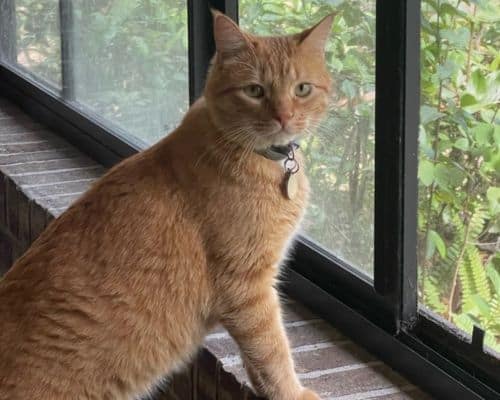 Northern Brevard Pet Sitting _ Drop-In Visits