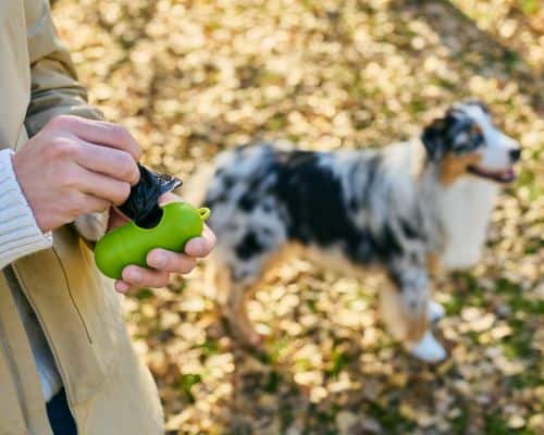 Northern Brevard Poop Scooping & Yard Cleanup