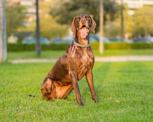 Northern Brevard Private In-Home Dog Training