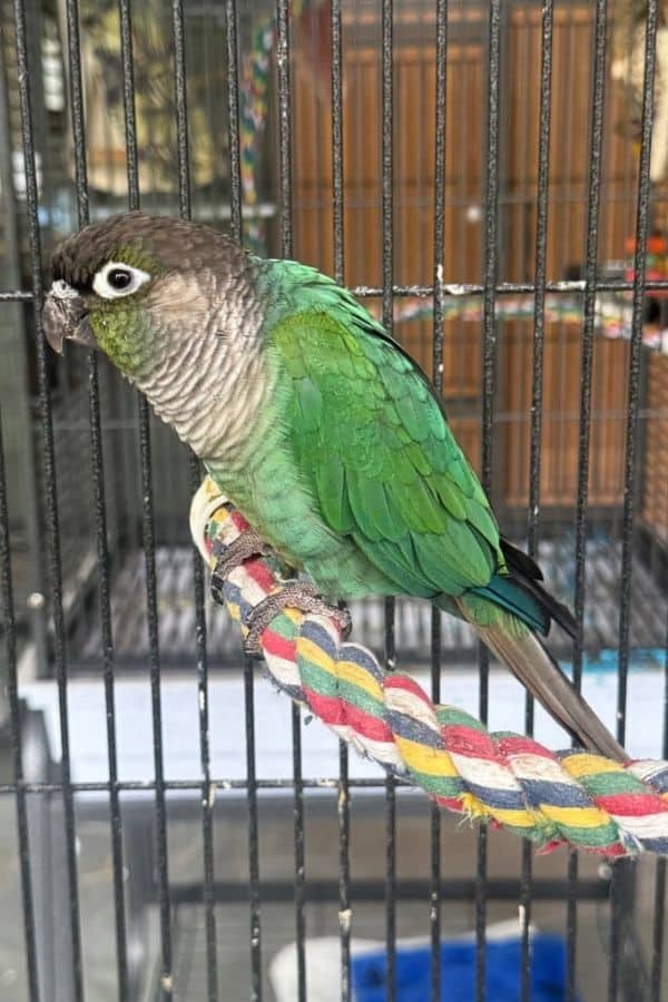 Green and gray parrot inside a cage on a colorful perch.