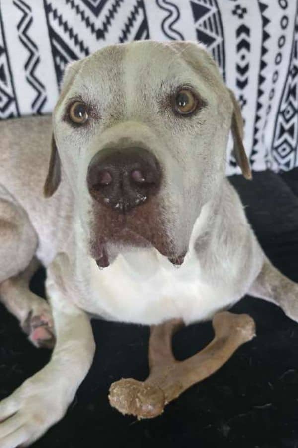 Overnight Pet Sitting in Titusville, Mims & Northern Brevard County, FL
