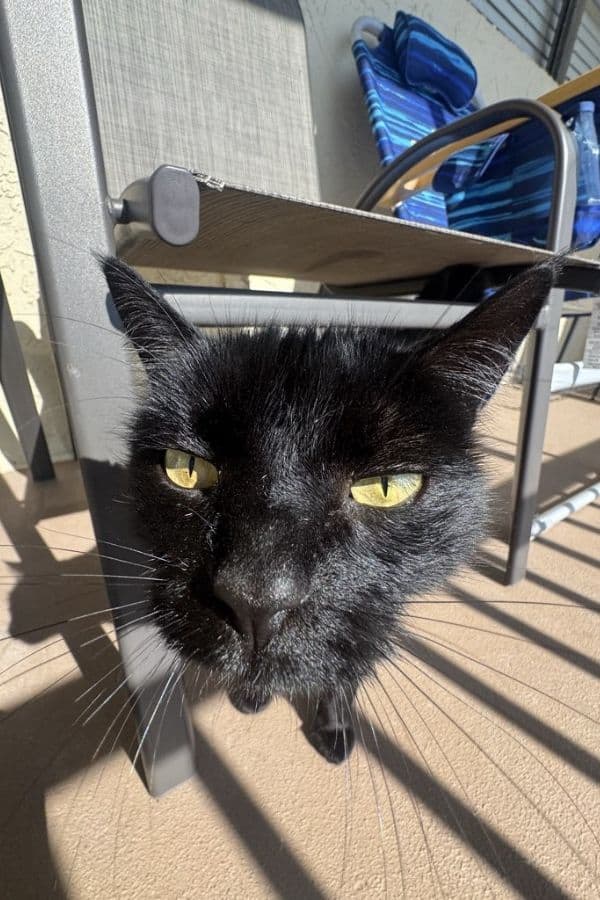 Close-up of a black and white cat's face in sunlight on a balcony.