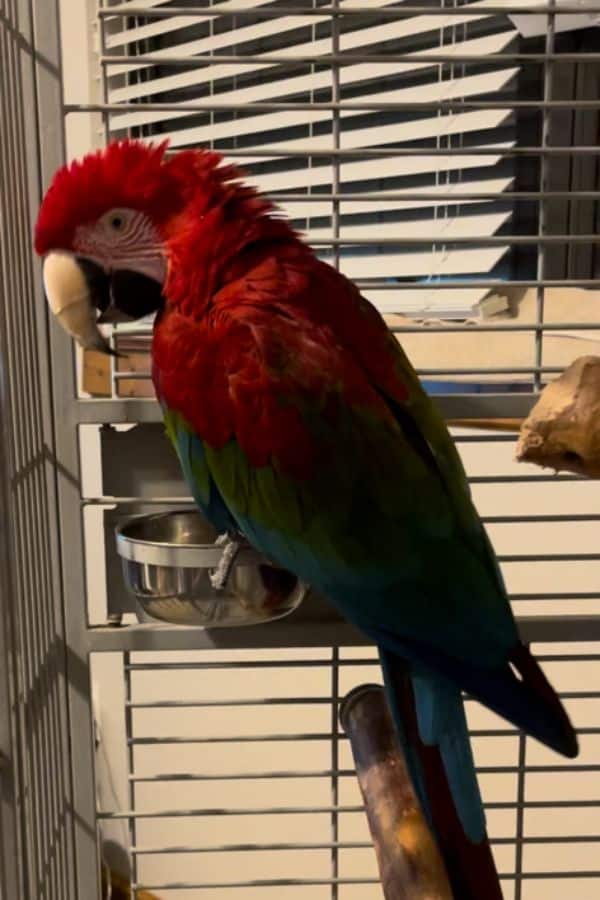 Colorful parrot with red, green, and blue feathers inside a cage.