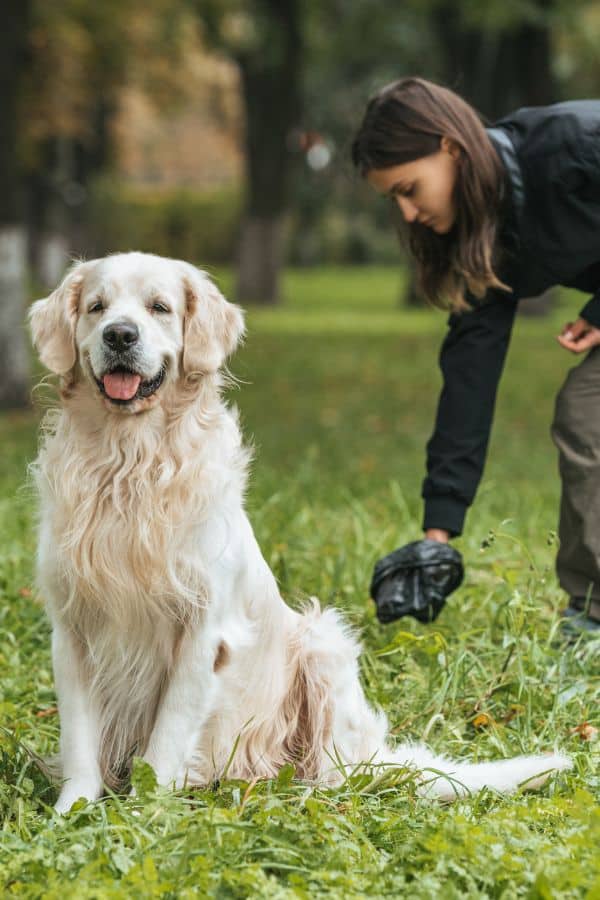 Dog being scooped after outdoor walk, pet waste cleanup service.