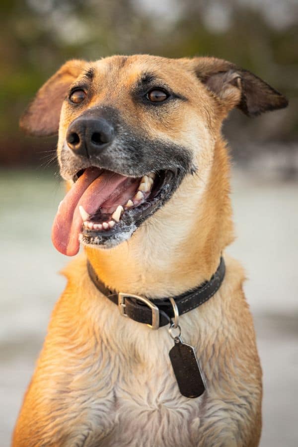 Private In-Home Dog Training in Titusville, Mims & Northern Brevard County, FL