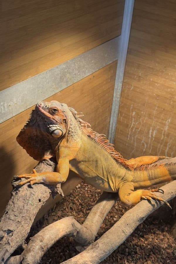 Close-up of a colorful iguana resting on a branch in a terrarium.