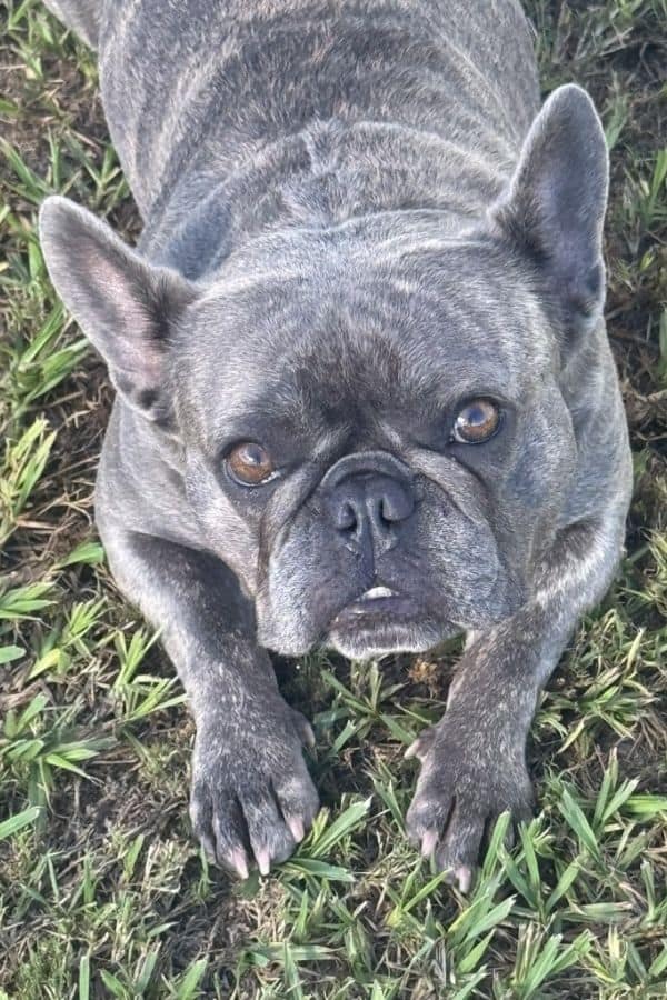 Adorable French Bulldog lying on grass, looking up at camera.