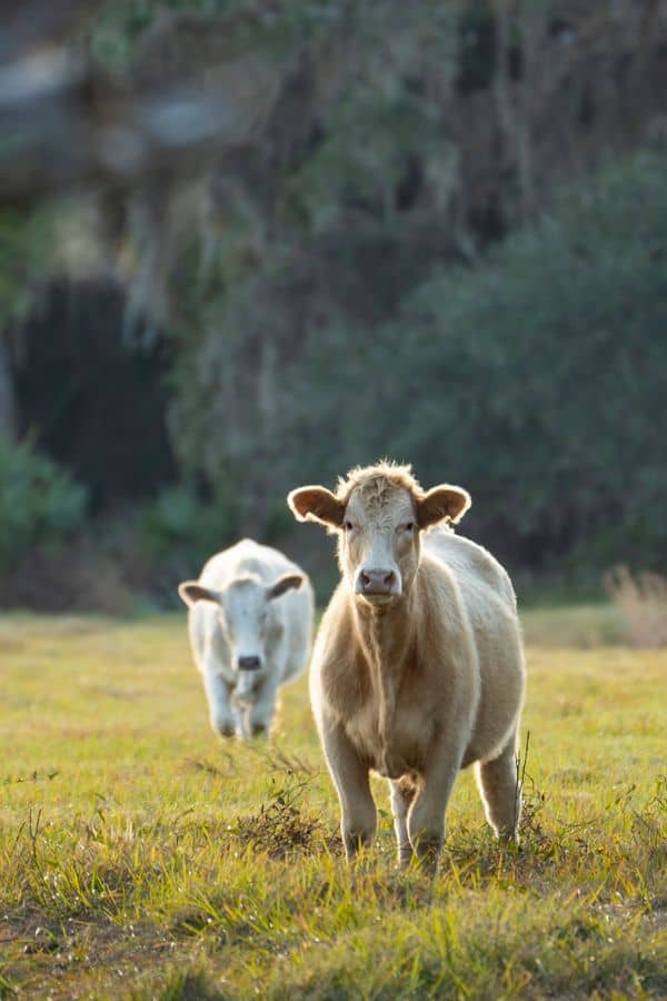 Young calves grazing in a lush green pasture on a sunny day.