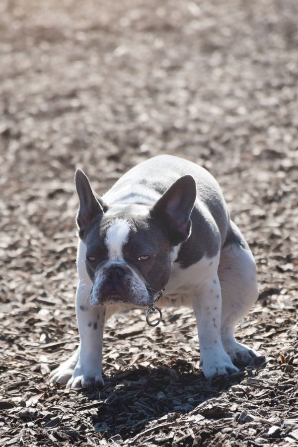 What's Included in Poop Scooping Visits_ Titusville, Mims & Northern Brevard County, FL