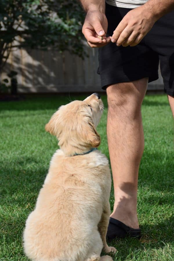 Dog training session with a golden retriever puppy and trainer outdoors.