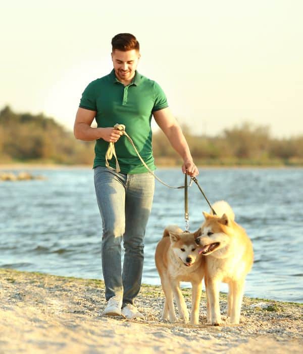 Why a Local Titusville Dog Walker Beats an App_