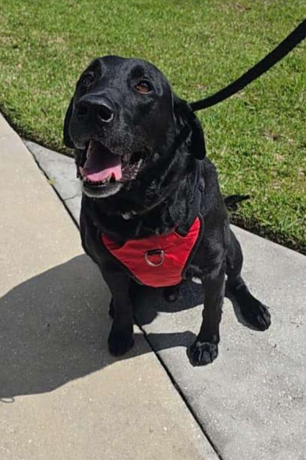 happy dog during a Dog Walking visit in Titusville, Mims & Northern Brevard County, FL
