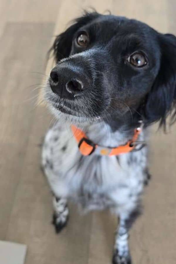 Adorable black and white dog with orange collar looking up.