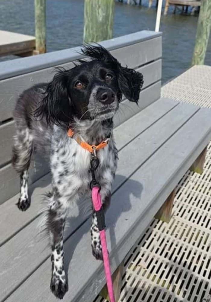 How Much Does a Pet Sitter Cost in Port St. John, FL