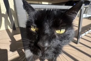 How Much Does a Pet Sitter Cost in Port St. John, FL?